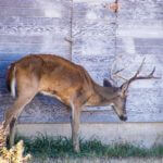 Special deer season set in Alcorn County due to Chronic Wasting Disease