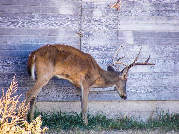 Special deer season set in Alcorn County due to Chronic Wasting Disease