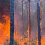 Mississippi Forestry helps save over 300 structures from 1700 acre wildfire