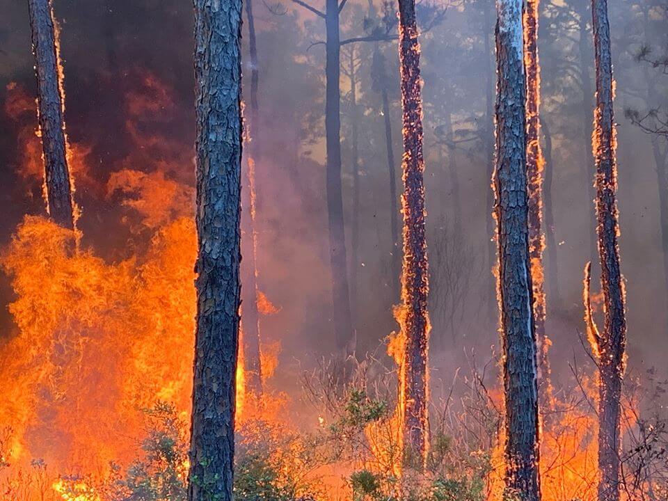 Mississippi Forestry helps save over 300 structures from 1700 acre wildfire