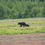 Black Bears are on the move!