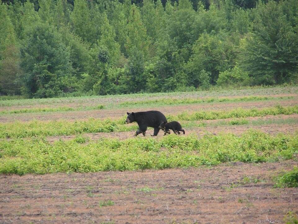 black bears