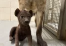 Hattiesburg Zoo Announces Gender of Baby Hyena