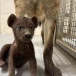 Hattiesburg Hyena cub