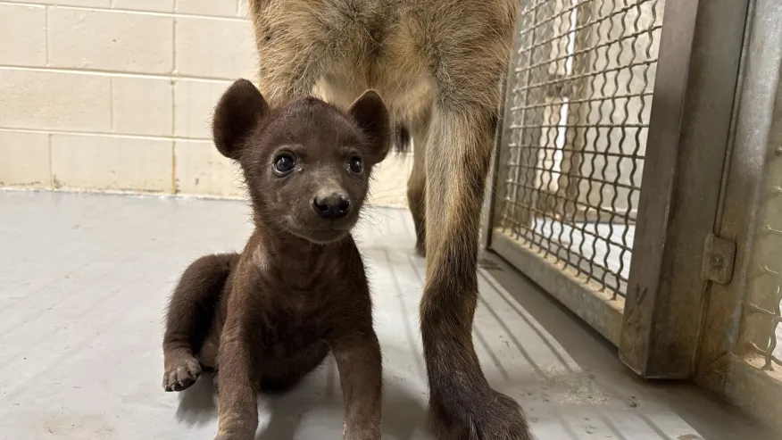 Hattiesburg Hyena cub