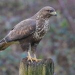 buzzard