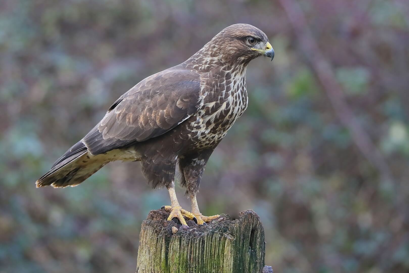 buzzard