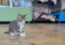 Corinth-Alcorn Animal Shelter Seeks Emergency Help for Injured Kitten Thrown from Moving Vehicle