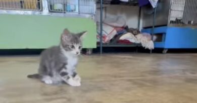 Corinth-Alcorn Animal Shelter Seeks Emergency Help for Injured Kitten Thrown from Moving Vehicle
