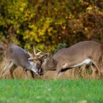 Male deer use antlers to signal dominance and establish hierarchy Do you know one of the primary reasons male deer have antlers?
