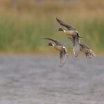 Waterfowl report shows habitat conditions and bird movement across Mississippi This week’s Weekly Wingbeat waterfowl report is out