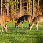 Fewer deer sightings this season linked to weather and food availability Hunters may have noticed fewer deer sightings this season, and there are good biological reasons for