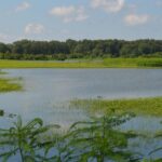 Mississippi urges continued wetland habitat management after duck hunting season ends Although duck hunting season will end soon, migratory birds that are still in Mississippi, as well a