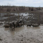 Mississippi Wild Hogs Cause $66 Million in Annual Damage Photos from Mississippi Department of Wildlife, Fisheries, and Parks's post