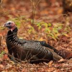 Wild turkeys adapt well to cold winters, thrive in diverse habitats Did you know?