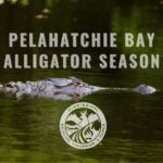 Applications now open for Pelahatchie Bay alligator season Applications are now live for the Pelahatchie Bay Alligator Season!