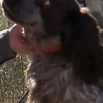 Mississippi quail hunt becomes unforgettable experience at Prairie Wildlife A Mississippi Quail hunt turns into the hunt of a lifetime!