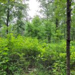 Mississippi wildlife officials offer tips for cost-effective habitat improvements Photos from Mississippi Department of Wildlife, Fisheries, and Parks's post