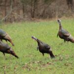 Wild Turkeys Shift Habitats Throughout the Year, Experts Say Photos from Mississippi Department of Wildlife, Fisheries, and Parks's post