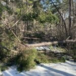 Mississippi warns hunters to exercise caution after ice storm damage Photos from Mississippi Department of Wildlife, Fisheries, and Parks's post