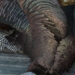 Mississippi to Host Live Q&A on Turkey Hunting Regulations Get ready for turkey season in Mississippi!