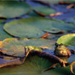 Mississippi's American Bullfrog takes center stage on Wildlife Wednesday This #WildlifeWednesday, let's spotlight Mississippi's American Bullfrog!