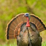 Mississippi Turkey Season Opens March 14, Officials Announce Turkey Season is right around the corner - it's time to gear up for the gobble!