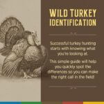 Mississippi Wildlife Officials Share Tips for Identifying Wild Turkeys Photos from Mississippi Department of Wildlife, Fisheries, and Parks's post