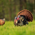 Mississippi wild turkey season set to open March 14, 2026, and extend through May 3 The 2026 Spring Wild Turkey season will open March 14, 2026 and will be extended through May 3, 2026