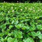 Expert Tips for Growing Healthier Clover Food Plots Want bigger, healthier clover plots this year?