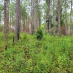 Managing for Deer and Turkeys Requires Different Approaches, Experts Say Managing for Deer and Turkeys: Is It the Same Approach?