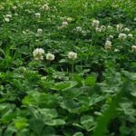 Experts advise against mowing clover food plots to boost wildlife benefits Think your clover food plot needs mowing?