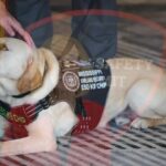 Mississippi to Host 4th Annual Public Safety Summit in May Mark your calendars!