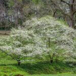 Mississippi Department of Wildlife, Fisheries and Parks Teases Early-Blooming Tree Photos from Mississippi Department of Wildlife, Fisheries, and Parks's post