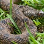 Mississippi warns of increased snake activity as temperatures rise Photos from Mississippi Department of Wildlife, Fisheries, and Parks's post