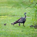 Wild Turkey nesting habits explained during #TurkeyTuesday This #TurkeyTuesday we're talking nesting!