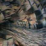 Mississippi Department of Wildlife Urges Safe Spring Turkey Hunting Photos from Mississippi Department of Wildlife, Fisheries, and Parks's post