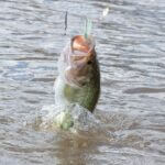 Simple fishing: No gear, just water and patience No fancy gear