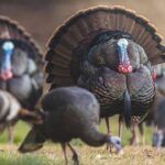 Wild turkeys rely on 'fat sponge' reserves during breeding season This #TurkeyTuesday, we’re talking about a turkey’s “fat sponge.”