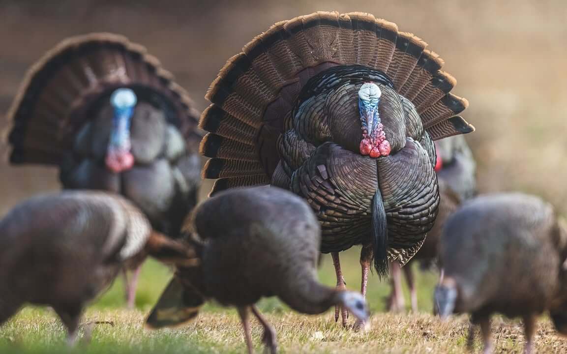 Wild turkeys rely on 'fat sponge' reserves during breeding season ...