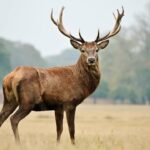 Mississippi requires permits for exotic livestock facilities Make sure to get the required permits for Exotic Livestock