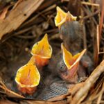 Spring brings young birds on the move in Mississippi Spring is in full swing in Mississippi, and now is time you’ll often see young animals on the move!