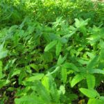 Mississippi Wildlife Department Offers Tips for Successful Summer Food Plots Photos from Mississippi Department of Wildlife, Fisheries, and Parks's post