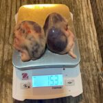 Deer Kidney Fat Offers Insight Into Herd Health, Biologists Say Photos from Mississippi Department of Wildlife, Fisheries, and Parks's post