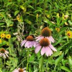 Mississippi promotes native plants to boost wildlife populations Photos from Mississippi Department of Wildlife, Fisheries, and Parks's post