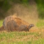 Wild turkeys engage in dusting, sunning, and anting for self-maintenance Photos from Mississippi Department of Wildlife, Fisheries, and Parks's post