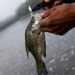Mississippi Fishery Biologists Release Annual Fishing Forecasts Every spring, MDWFP fisheries biologists carefully review fall sampling data to develop a Fishing Fo