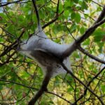 Mississippi wildlife officials identify spring tents in trees as forest tent caterpillars Photos from Mississippi Department of Wildlife, Fisheries, and Parks's post
