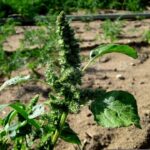 Herbicide-Resistant Weeds Rising Threat to Food Plots, Experts Say Photos from Mississippi Department of Wildlife, Fisheries, and Parks's post