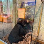 Mississippi Black Bear Program highlights conservation history at MDWFP exhibit Photos from Mississippi Department of Wildlife, Fisheries, and Parks's post